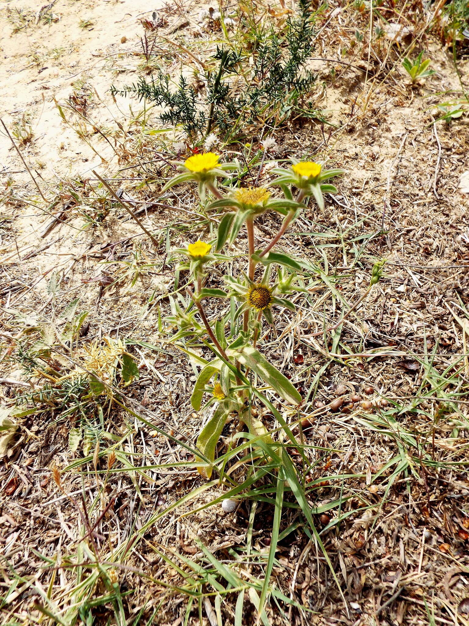 Image of estrella de mar