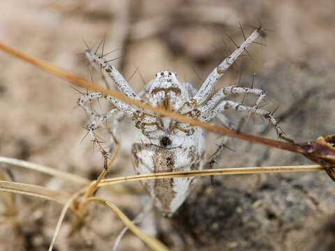 Image of Oxyopes globifer Simon 1876