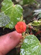 Image of Begonia secunda L. B. Sm. & Wassh.