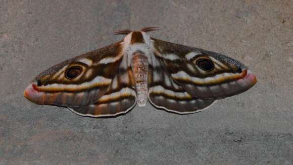 Image of Apollo Marbled Emperor