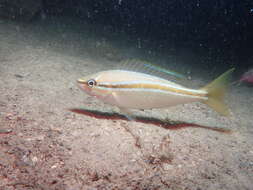 Image of Black stripe butterfish