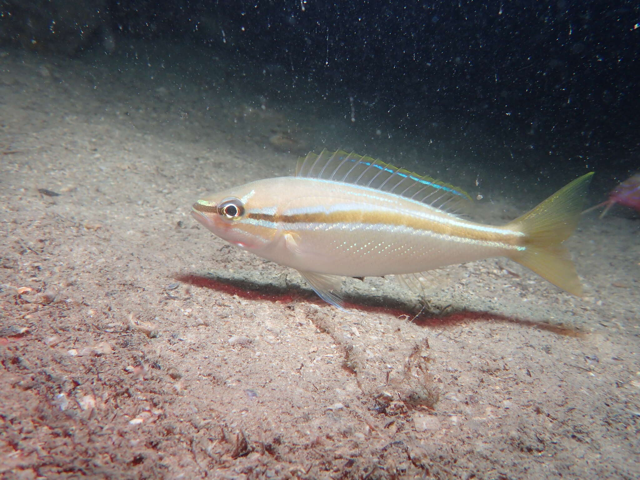 Image of Black stripe butterfish