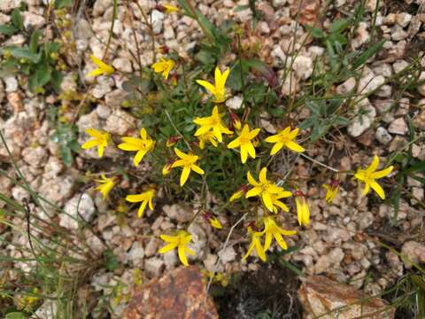 Image of Saxifraga pseudohirculus Engl.