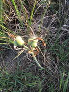 Слика од Hippeastrum stylosum Herb.