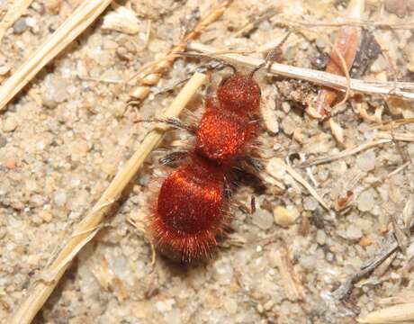 Image de Sphaeropthalma unicolor (Cresson 1865)