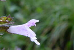 Image of lesser calamint