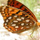 Image of Speyeria coronis carolae Dos Passos & Grey 1942