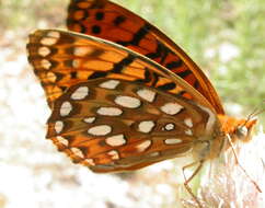 Image of Speyeria coronis carolae Dos Passos & Grey 1942