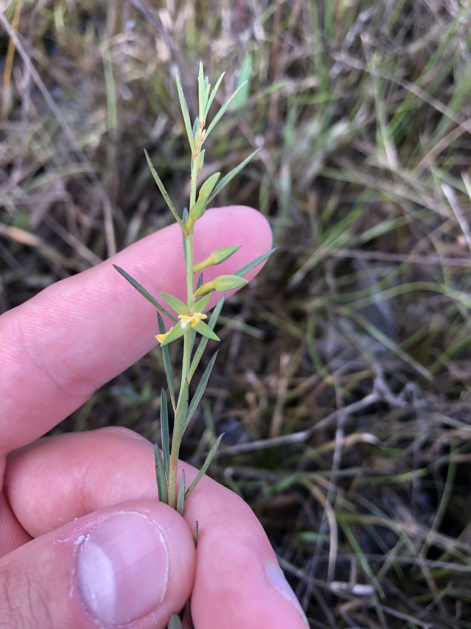 Imagem de Ludwigia linifolia Poir.