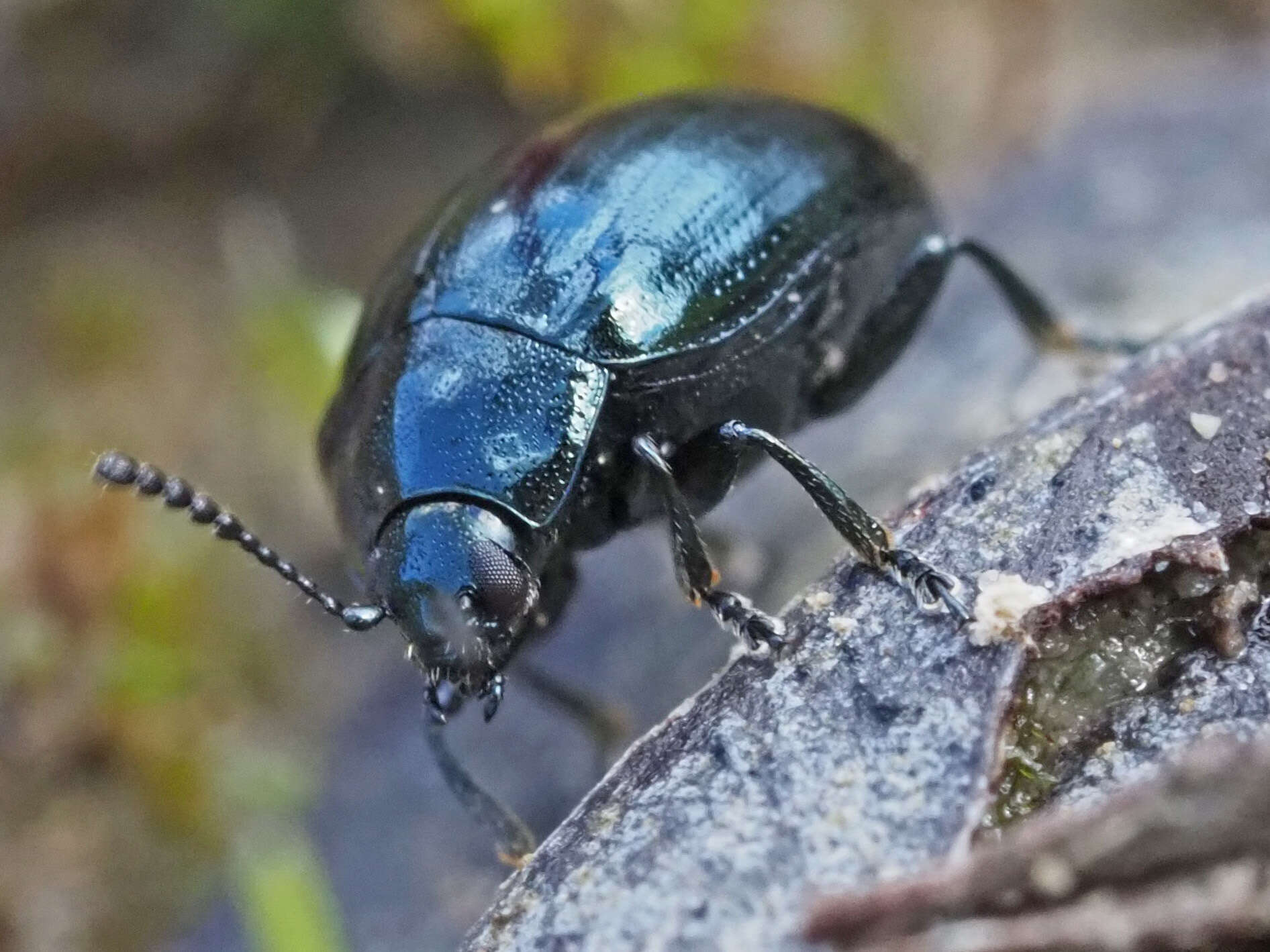 Слика од Phaedon (Phaedon) armoraciae (Linnaeus 1758)