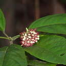 Image of Clerodendrum deflexum Wall.
