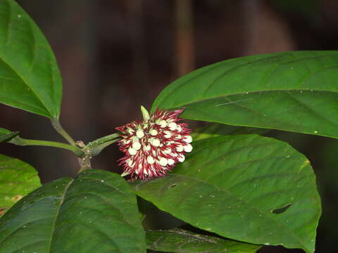 Imagem de Clerodendrum deflexum Wall.