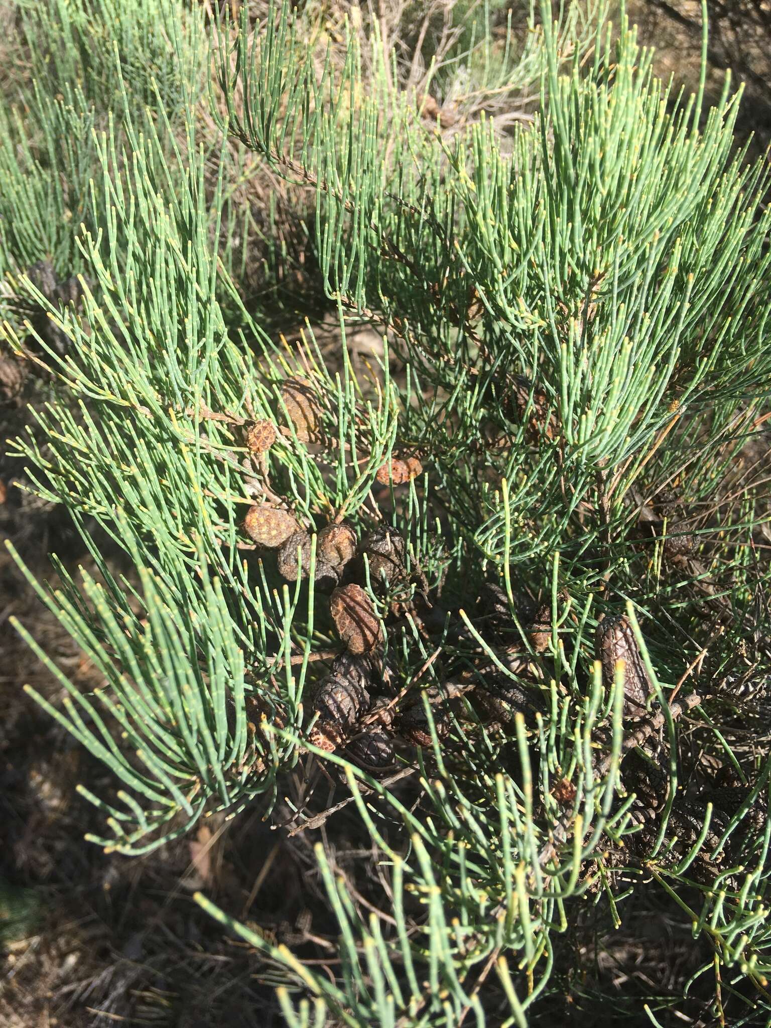 Image of Allocasuarina humilis (Otto & A. Dietr.) L. A. S. Johnson