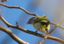 Imagem de Cyclarhis gujanensis viridis (Vieillot 1822)