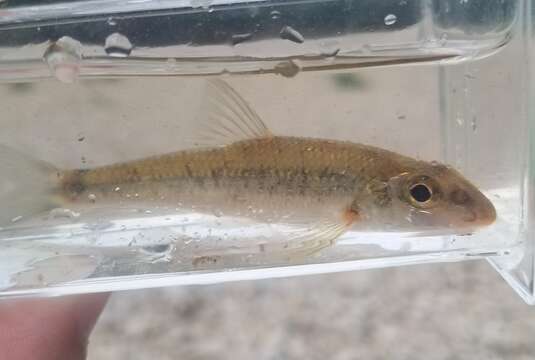 Image of Gravel chub