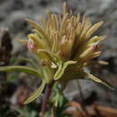 Слика од <i>Castilleja <i>pallescens</i></i> var. pallescens