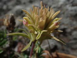 Слика од <i>Castilleja <i>pallescens</i></i> var. pallescens