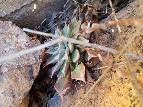 Image of Patagonia Mountain leatherpetal