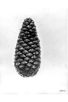 Image of Honduras pine