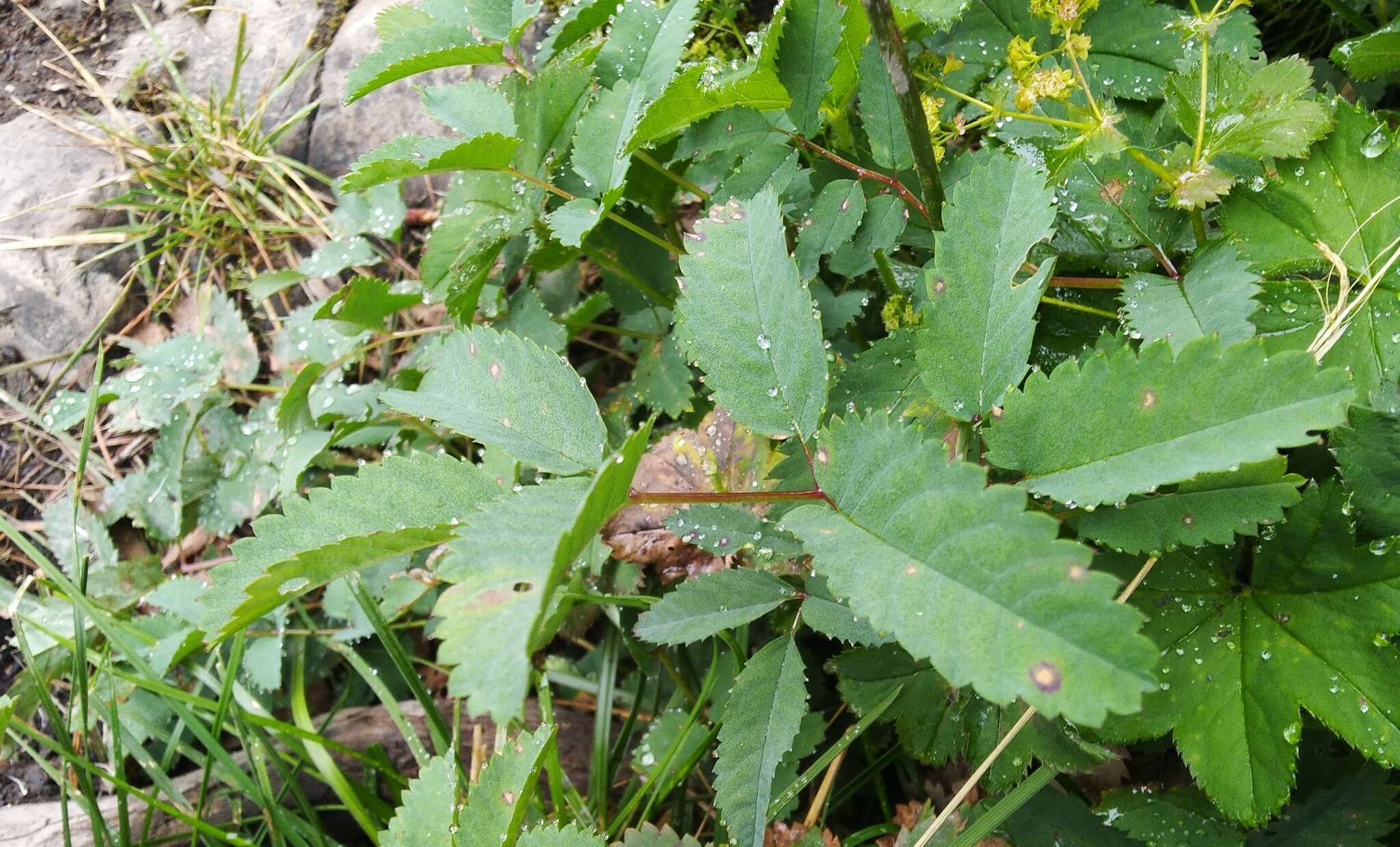 Imagem de Sanguisorba alpina Bunge