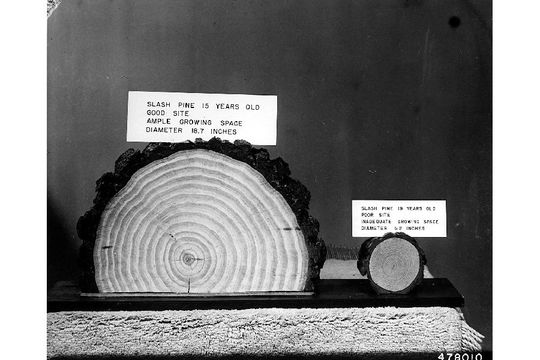 Image of Honduras pine