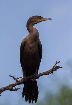 Image of Neotropic Cormorant