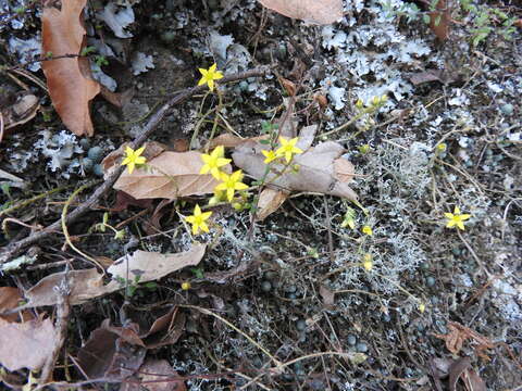 Image of Sedum greggii Hemsl.