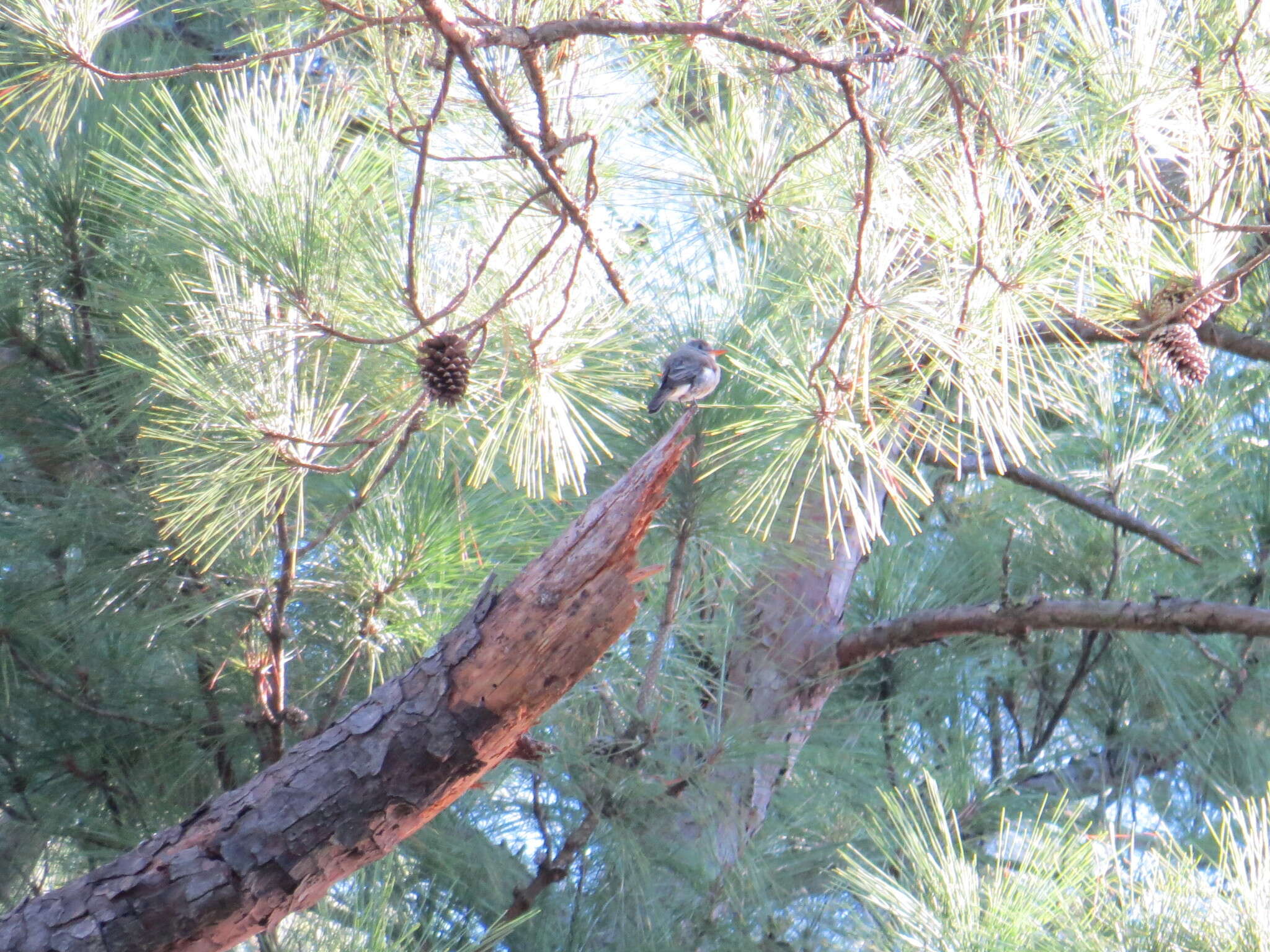 Image of Greater Pewee