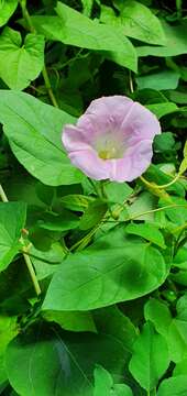 صورة Calystegia pulchra Brumm. & Heywood