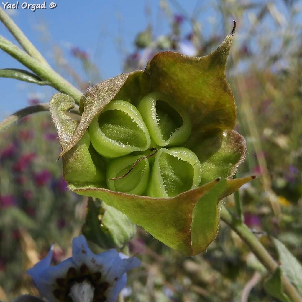 Image of Trichodesma boissieri Post