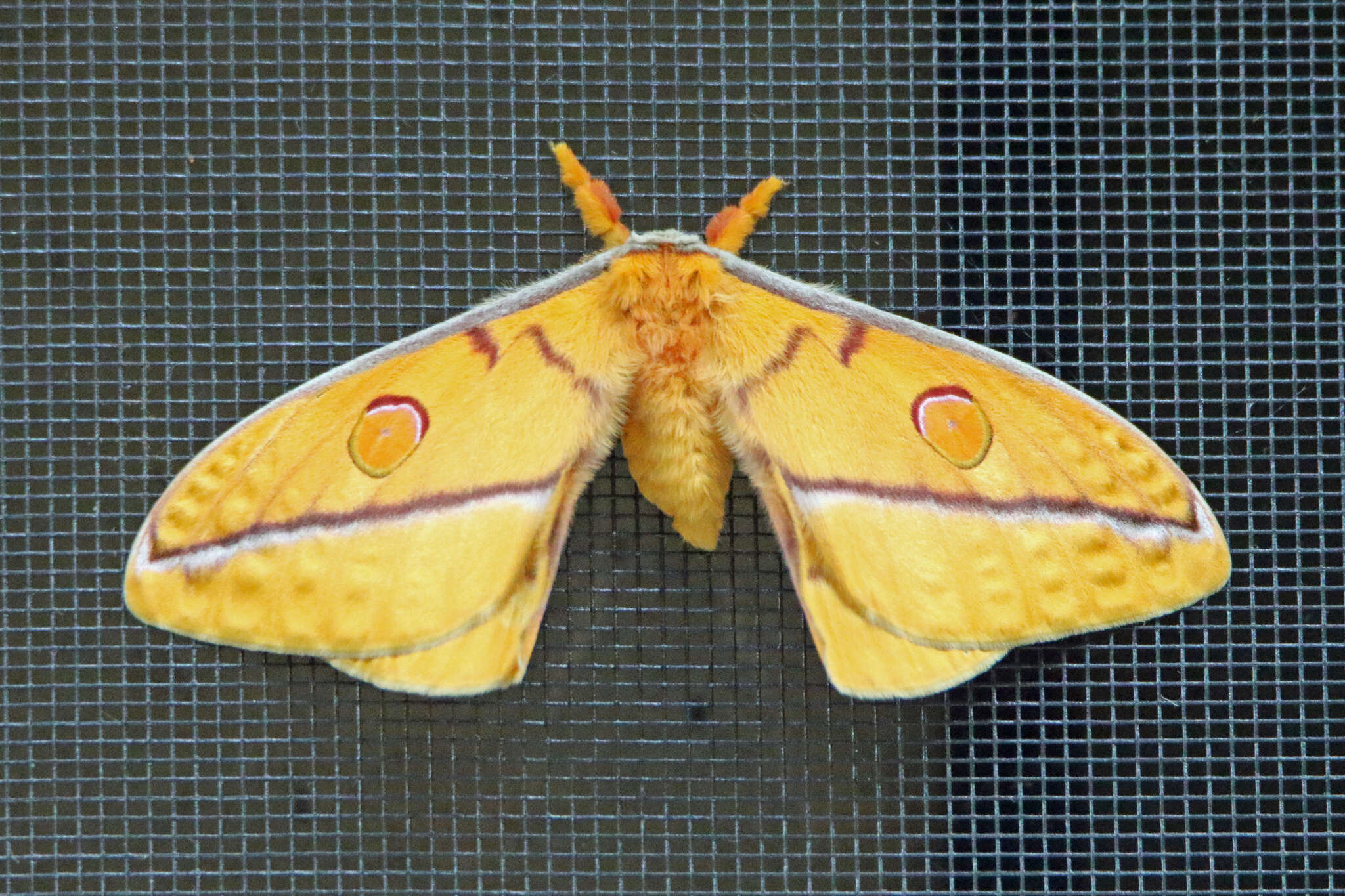 Image of Opodiphthera fervida Jordan 1910