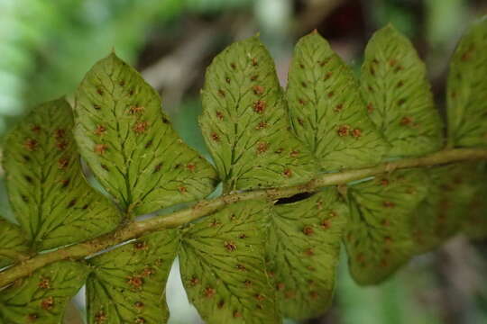 Image of Polystichum levingei C. Hope ex Christ