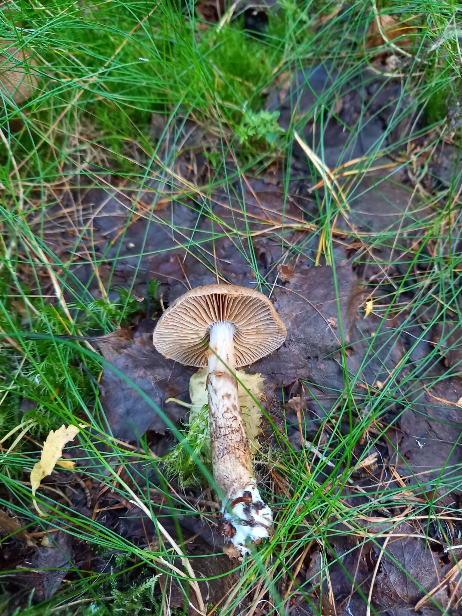 Image of Cortinarius pholideus (Lilj.) Fr. 1838