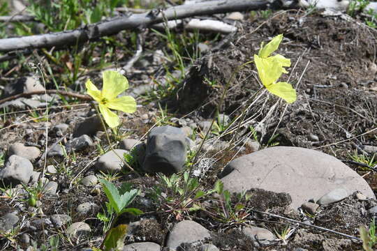 Image of Papaver angustifolium A. Tolmatch.