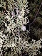 Image of Cuyamaca cypress