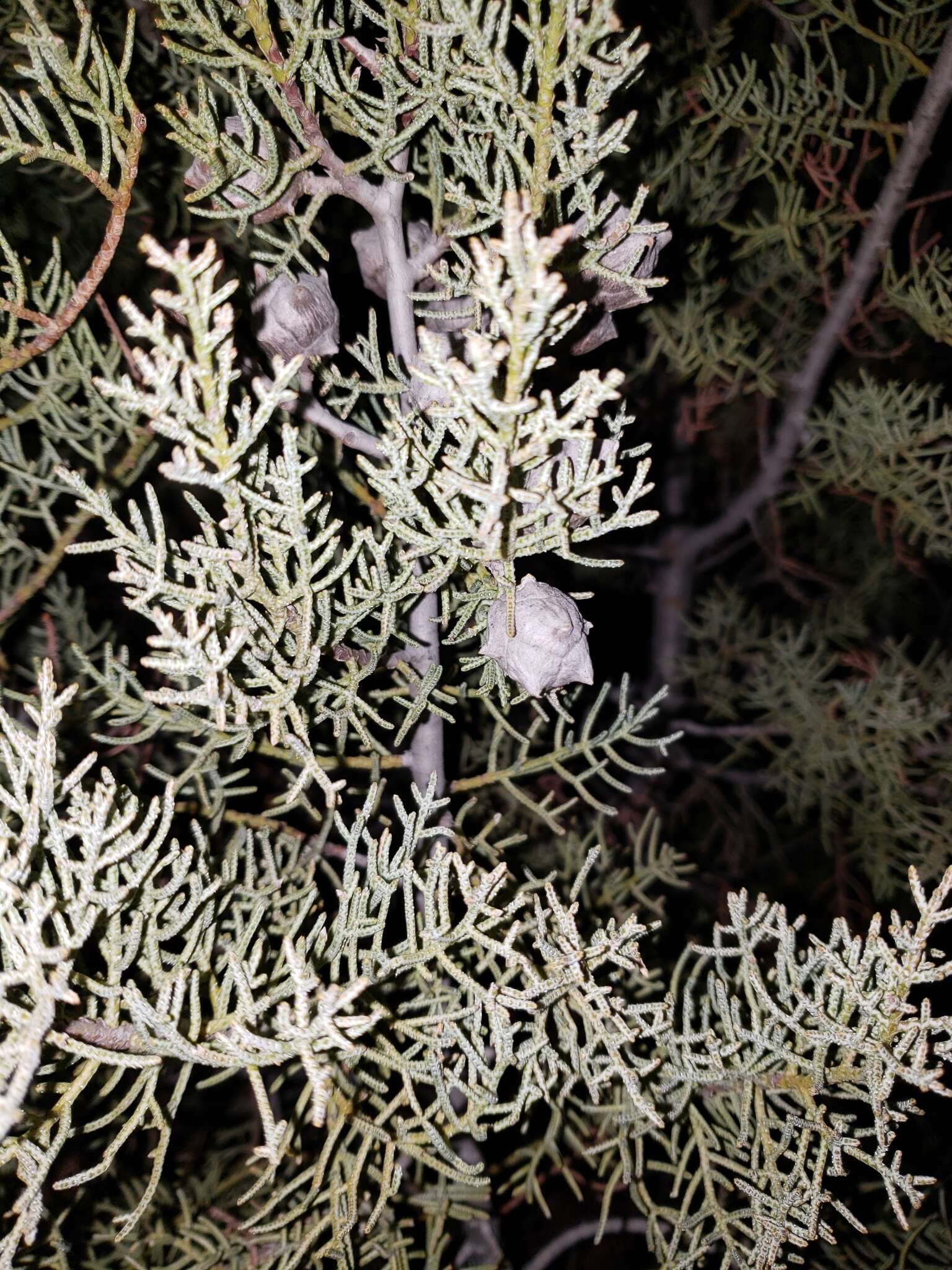 Cupressus arizonica var. stephensonii (C. B. Wolf) Little resmi