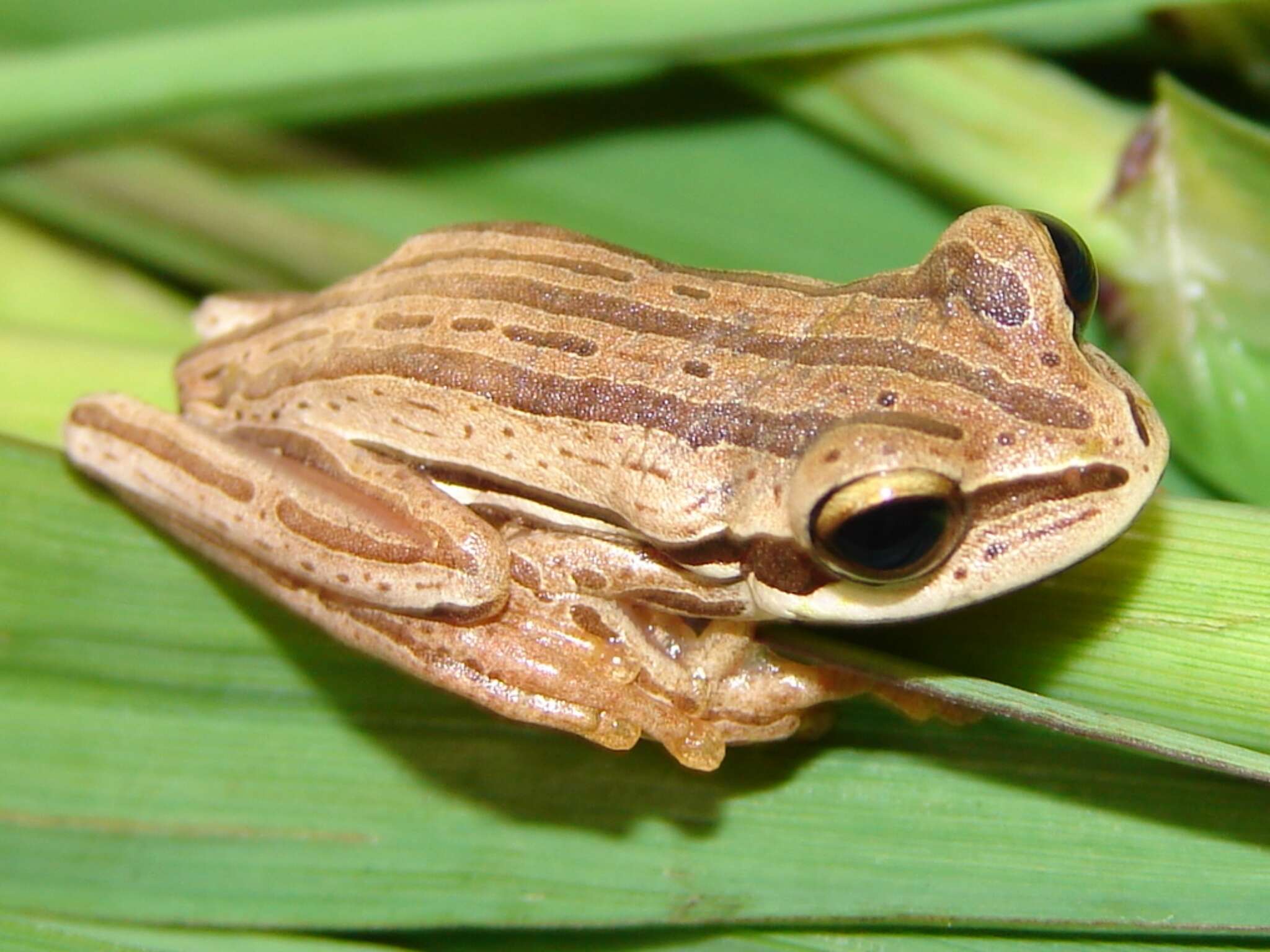 Image of Boana polytaenia (Cope 1870)