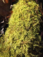 Image of delicate thuidium moss