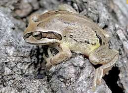 Litoria verreauxii (Duméril 1853)的圖片