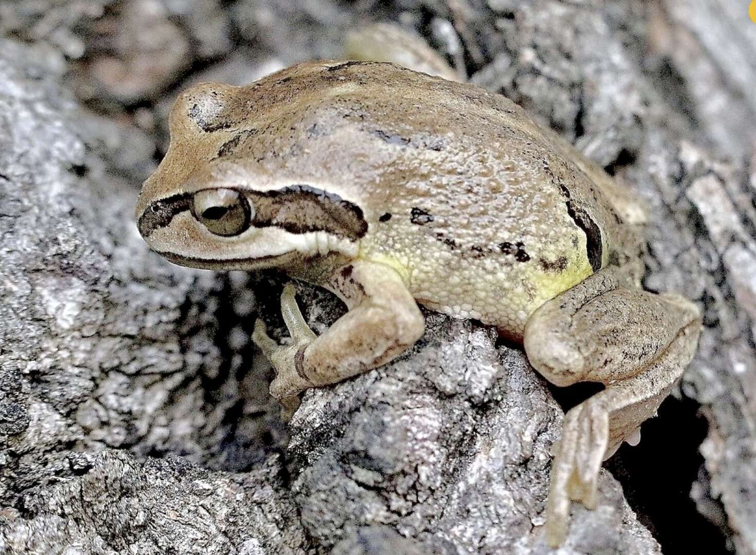 Image of Alpine Tree Frog