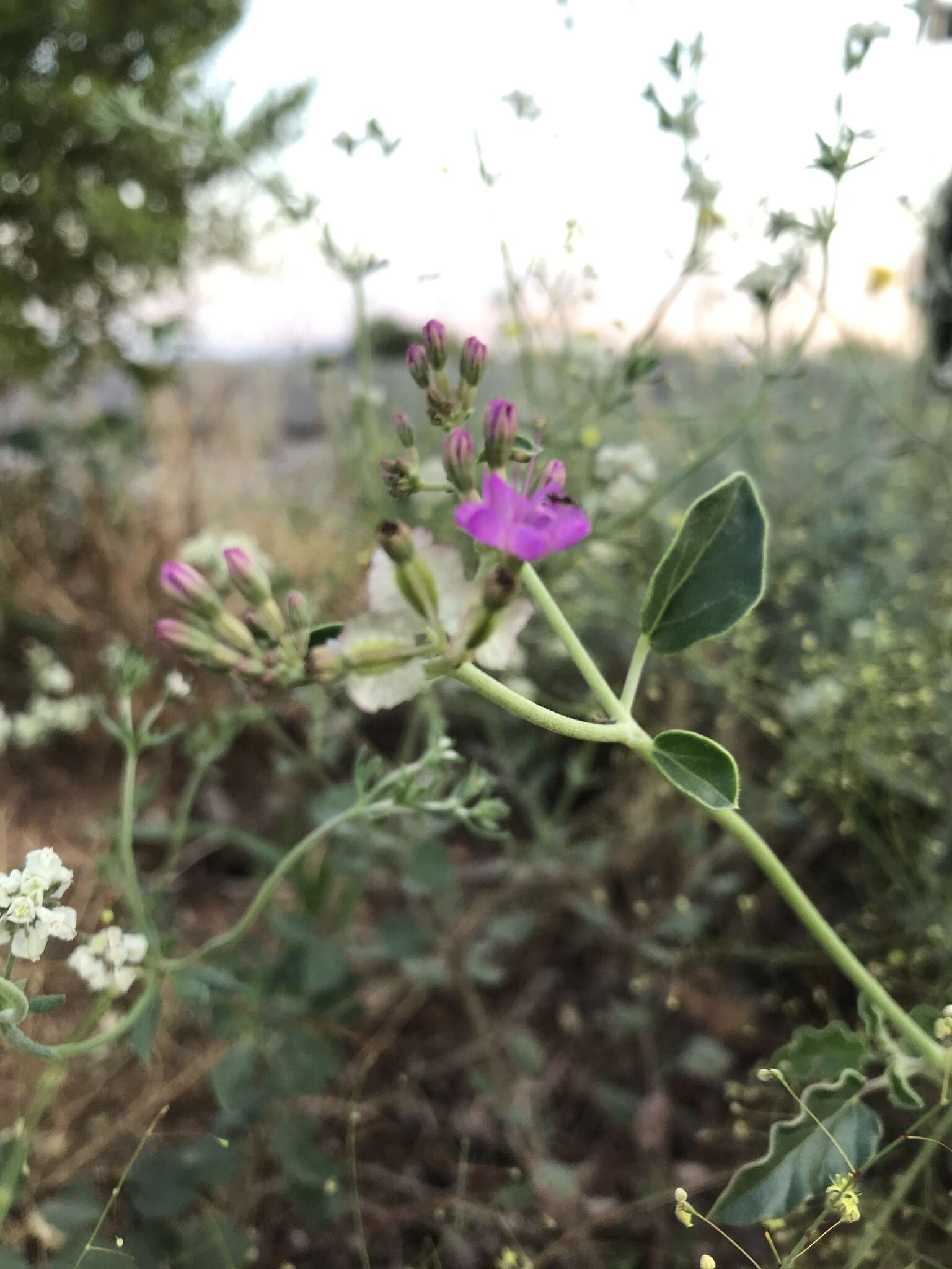 Слика од Acleisanthes chenopodioides (A. Gray) R. A. Levin