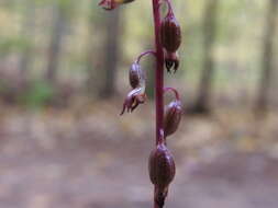 Image de Corallorhiza odontorhiza var. pringlei (Greenm.) Freudenst.