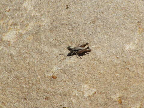 Image of Psoloessa brachyptera (Bruner & L. 1905)