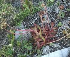 Image of <i>Crassula <i>nudicaulis</i></i> var. nudicaulis