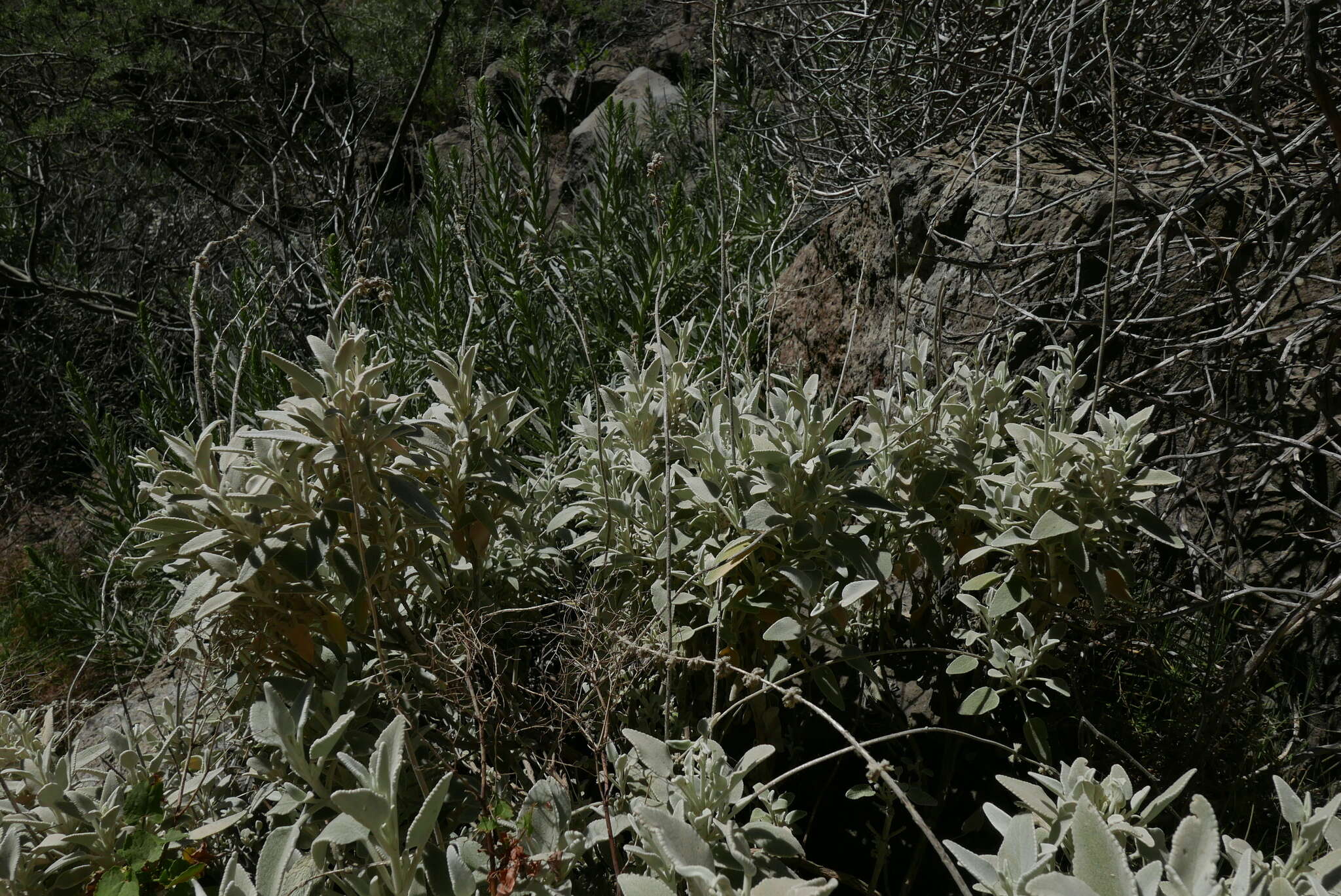 Sideritis oroteneriffae Négrin & P. Pérez resmi