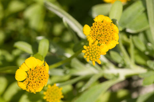 صورة Wollastonia integrifolia (Nutt.) Orchard