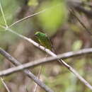 Chlorophonia cyanea longipennis (Du Bus de Gisignies 1855) resmi