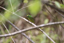 Image of Chlorophonia cyanea longipennis (Du Bus de Gisignies 1855)