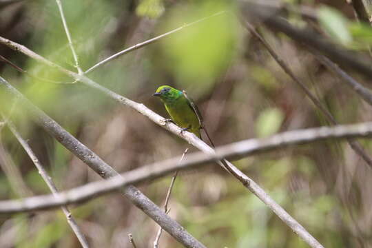 Imagem de Chlorophonia cyanea longipennis (Du Bus de Gisignies 1855)