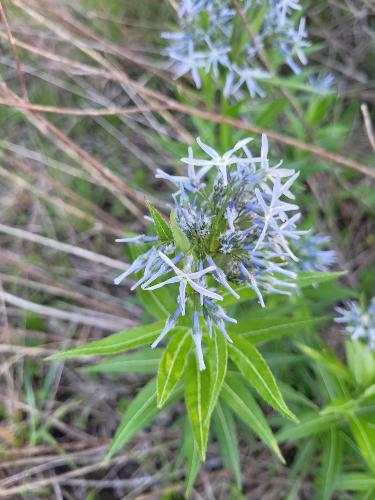 Image de Amsonia ciliata var. texana (A. Gray) J. M. Coult.